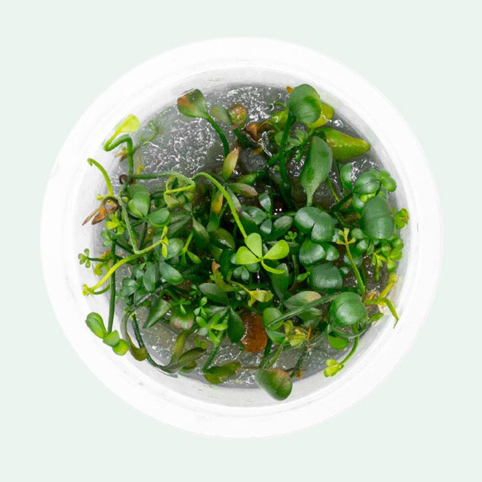 SG READY STOCKS Live Aquatic Tissue Culture Plant by Aquatic Farmer