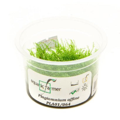 SG READY STOCKS Live Aquatic Tissue Culture Plant by Aquatic Farmer