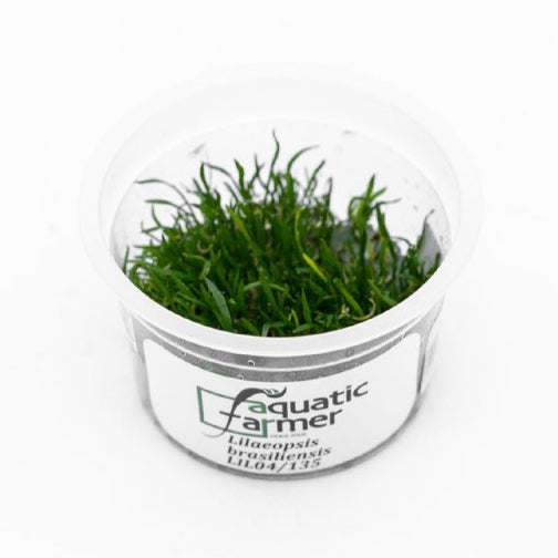 SG READY STOCKS Live Aquatic Tissue Culture Plant by Aquatic Farmer