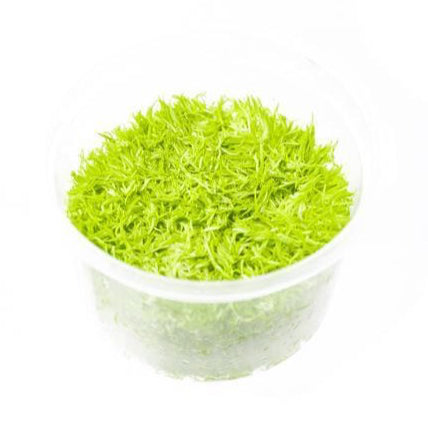 SG READY STOCKS Live Aquatic Tissue Culture Plant by Aquatic Farmer