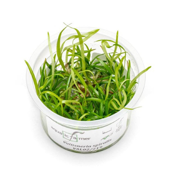 SG READY STOCKS Live Aquatic Tissue Culture Plant by Aquatic Farmer