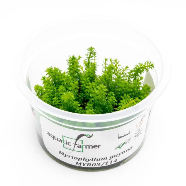 SG READY STOCKS Live Aquatic Tissue Culture Plant by Aquatic Farmer
