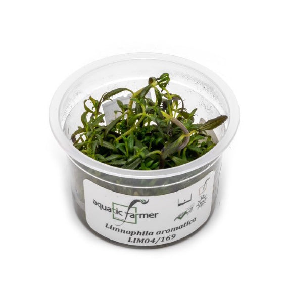 SG READY STOCKS Live Aquatic Tissue Culture Plant by Aquatic Farmer