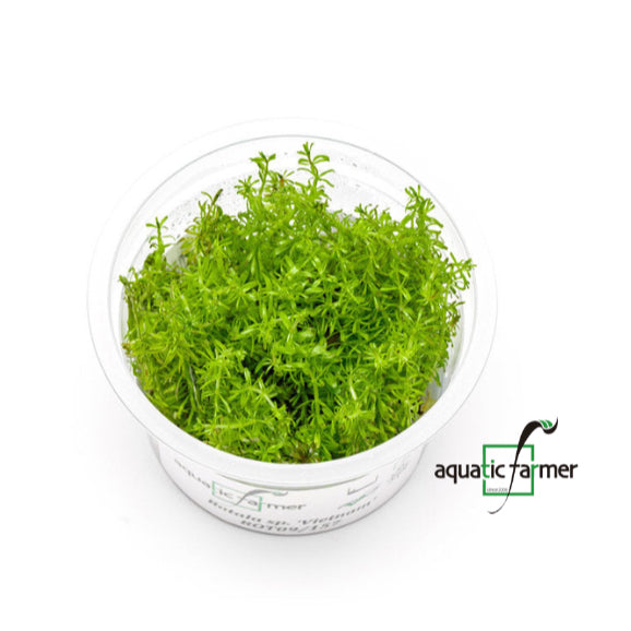 SG READY STOCKS Live Aquatic Tissue Culture Plant by Aquatic Farmer