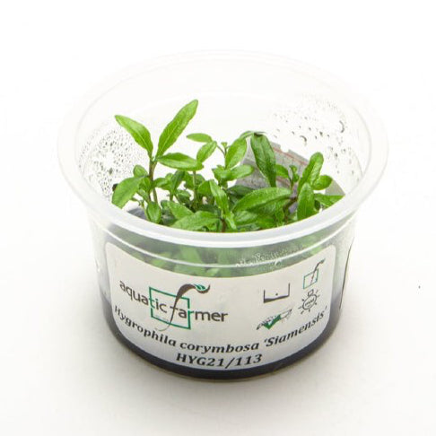 SG READY STOCKS Live Aquatic Tissue Culture Plant by Aquatic Farmer