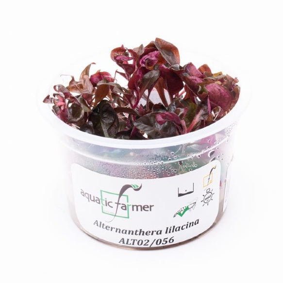 SG READY STOCKS Live Aquatic Tissue Culture Plant by Aquatic Farmer