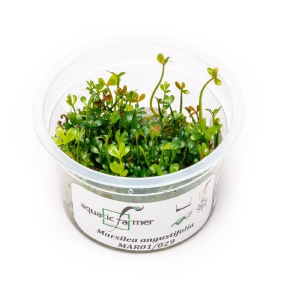 SG READY STOCKS Live Aquatic Tissue Culture Plant by Aquatic Farmer
