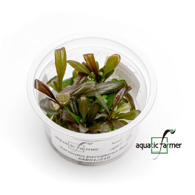 SG READY STOCKS Live Aquatic Tissue Culture Plant by Aquatic Farmer