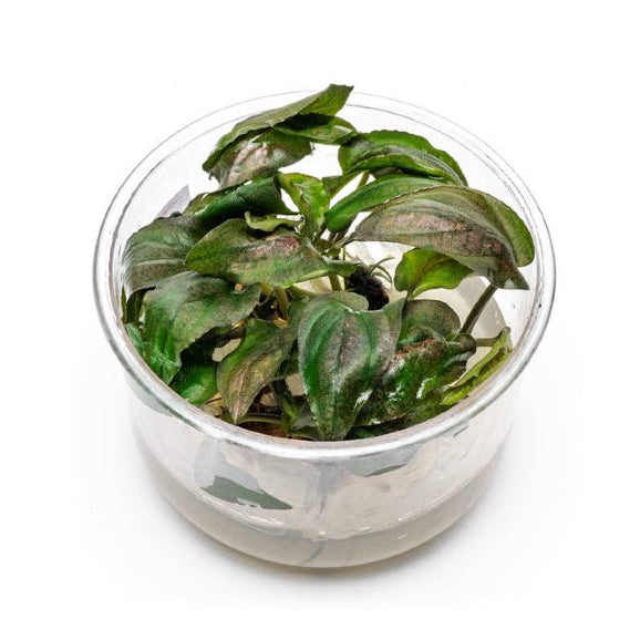 SG READY STOCKS Live Aquatic Tissue Culture Plant by Aquatic Farmer