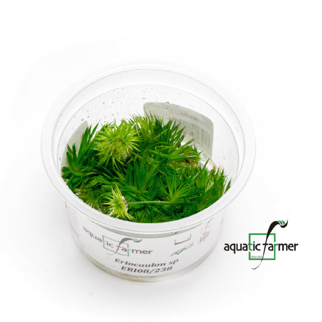 SG READY STOCKS Live Aquatic Tissue Culture Plant by Aquatic Farmer