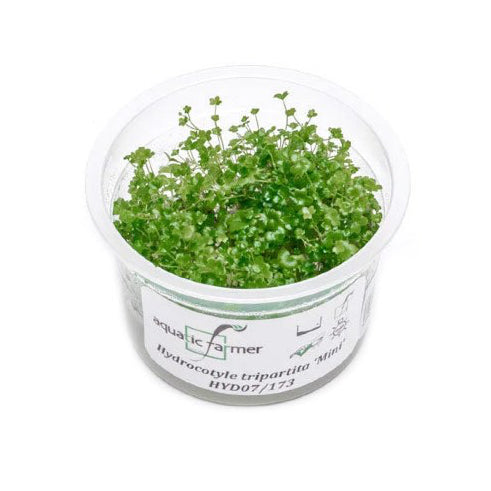 SG READY STOCKS Live Aquatic Tissue Culture Plant by Aquatic Farmer
