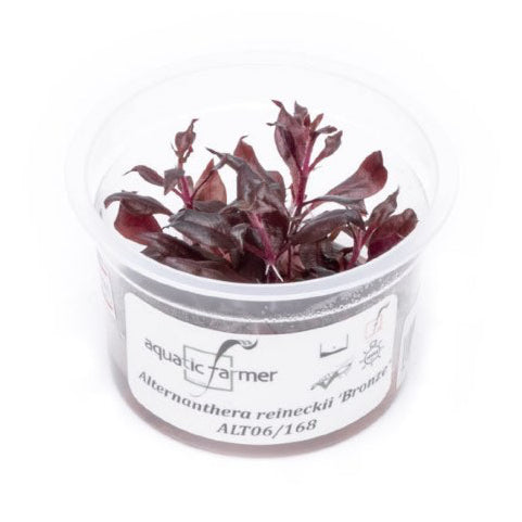 SG READY STOCKS Live Aquatic Tissue Culture Plant by Aquatic Farmer