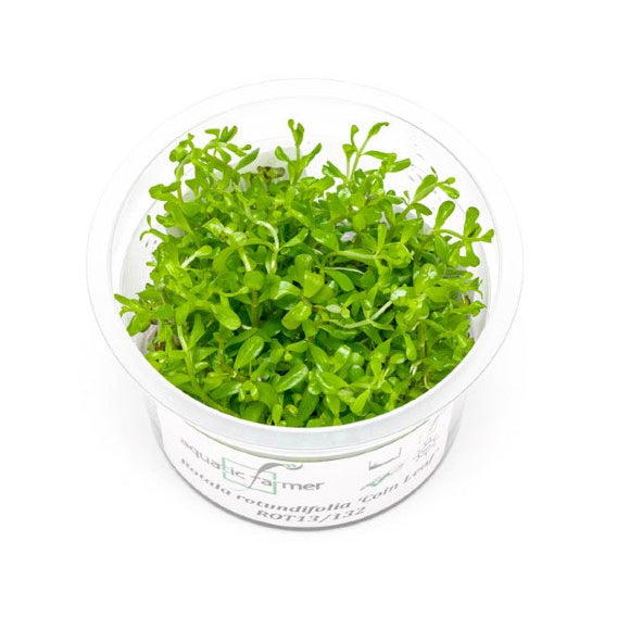 SG READY STOCKS Live Aquatic Tissue Culture Plant by Aquatic Farmer