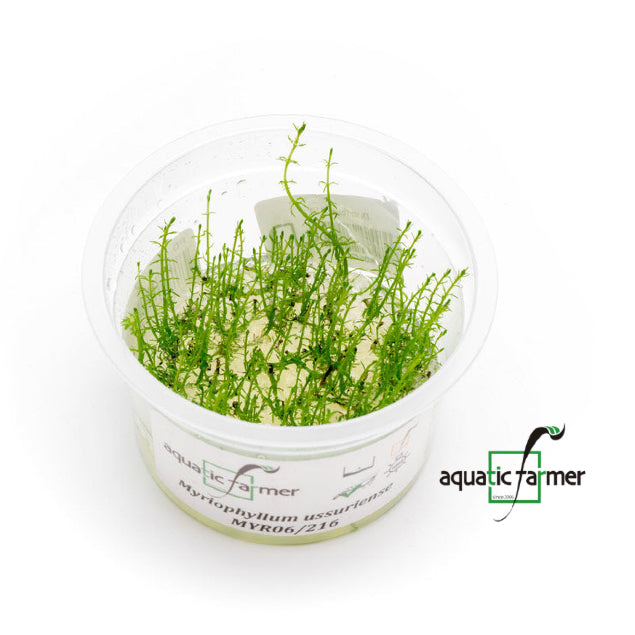 SG READY STOCKS Live Aquatic Tissue Culture Plant by Aquatic Farmer