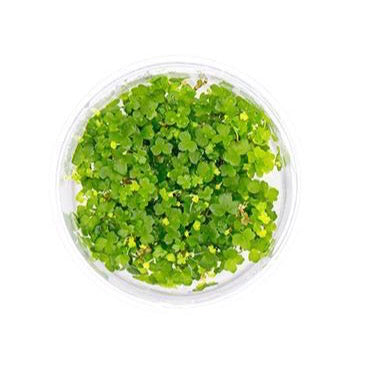SG READY STOCKS Live Aquatic Tissue Culture Plant by Aquatic Farmer