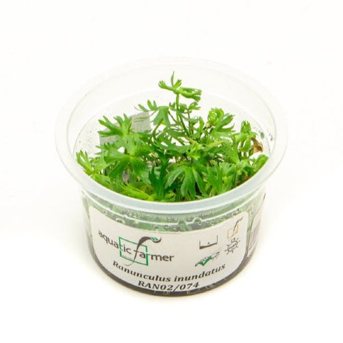 SG READY STOCKS Live Aquatic Tissue Culture Plant by Aquatic Farmer