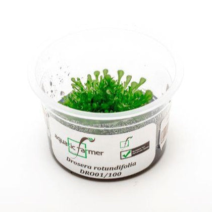 SG READY STOCKS Live Aquatic Tissue Culture Plant by Aquatic Farmer