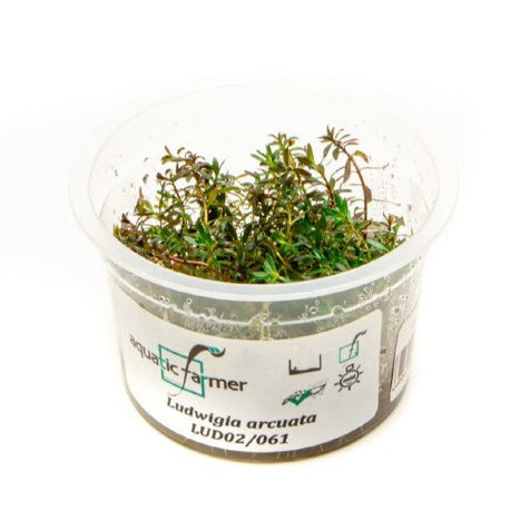 SG READY STOCKS Live Aquatic Tissue Culture Plant by Aquatic Farmer