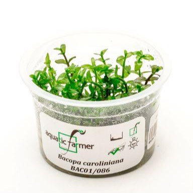 SG READY STOCKS Live Aquatic Tissue Culture Plant by Aquatic Farmer