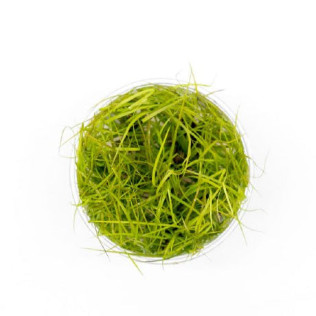 SG READY STOCKS Live Aquatic Tissue Culture Plant by Aquatic Farmer