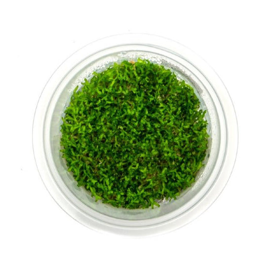 SG READY STOCKS Live Aquatic Tissue Culture Plant by Aquatic Farmer