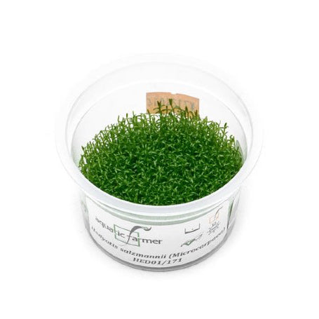 SG READY STOCKS Live Aquatic Tissue Culture Plant by Aquatic Farmer