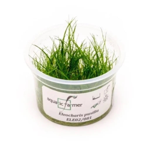 SG READY STOCKS Live Aquatic Tissue Culture Plant by Aquatic Farmer