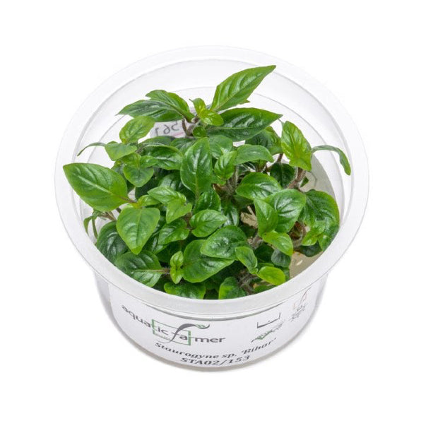 SG READY STOCKS Live Aquatic Tissue Culture Plant by Aquatic Farmer