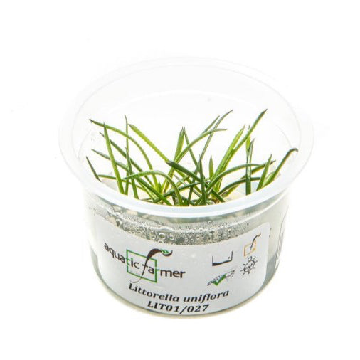 SG READY STOCKS Live Aquatic Tissue Culture Plant by Aquatic Farmer
