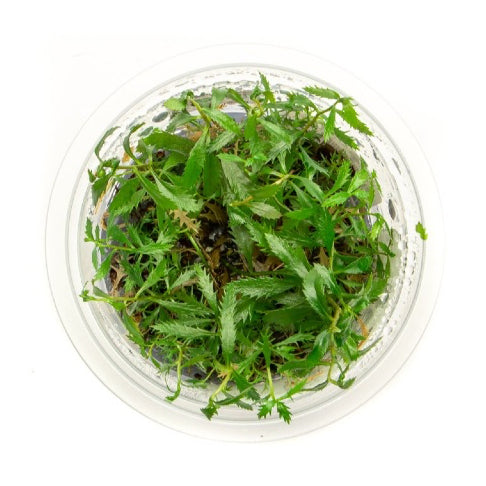 SG READY STOCKS Live Aquatic Tissue Culture Plant by Aquatic Farmer