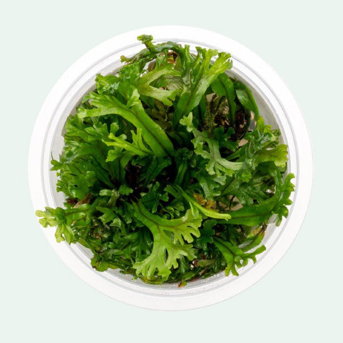 SG READY STOCKS Live Aquatic Tissue Culture Plant by Aquatic Farmer