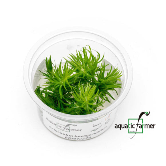 SG READY STOCKS Live Aquatic Tissue Culture Plant by Aquatic Farmer