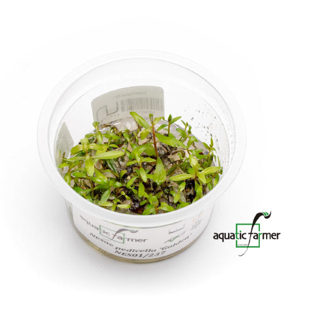 SG READY STOCKS Live Aquatic Tissue Culture Plant by Aquatic Farmer