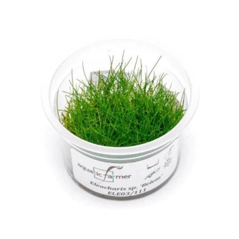SG READY STOCKS Live Aquatic Tissue Culture Plant by Aquatic Farmer