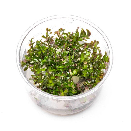 SG READY STOCKS Live Aquatic Tissue Culture Plant by Aquatic Farmer
