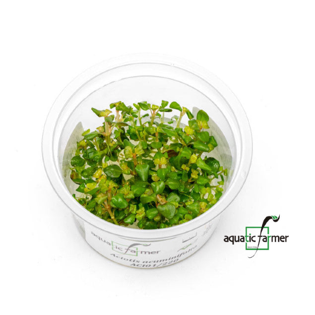 SG READY STOCKS Live Aquatic Tissue Culture Plant by Aquatic Farmer