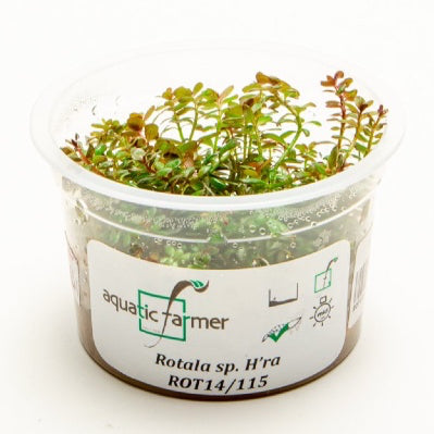 SG READY STOCKS Live Aquatic Tissue Culture Plant by Aquatic Farmer