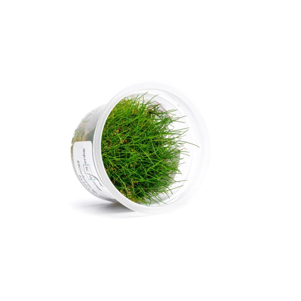 SG READY STOCKS Live Aquatic Tissue Culture Plant by Aquatic Farmer