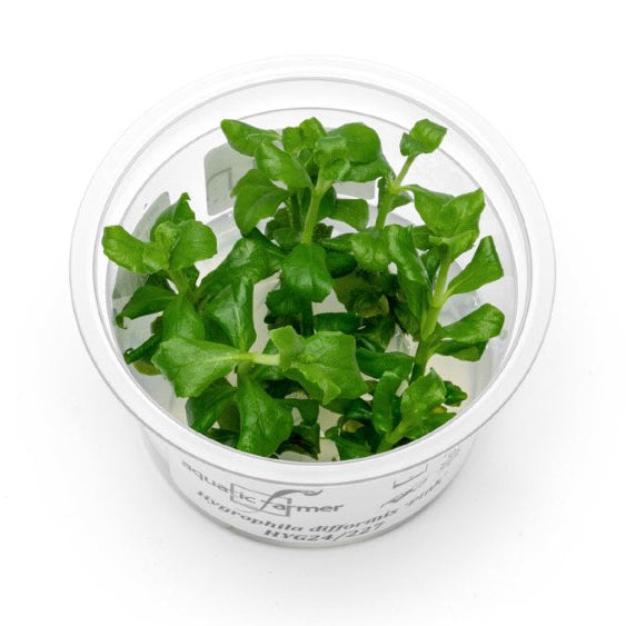 SG READY STOCKS Live Aquatic Tissue Culture Plant by Aquatic Farmer
