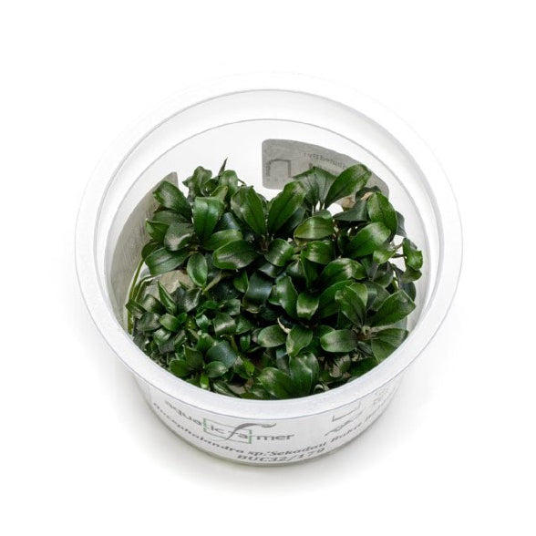 SG READY STOCKS Live Aquatic Tissue Culture Plant by Aquatic Farmer