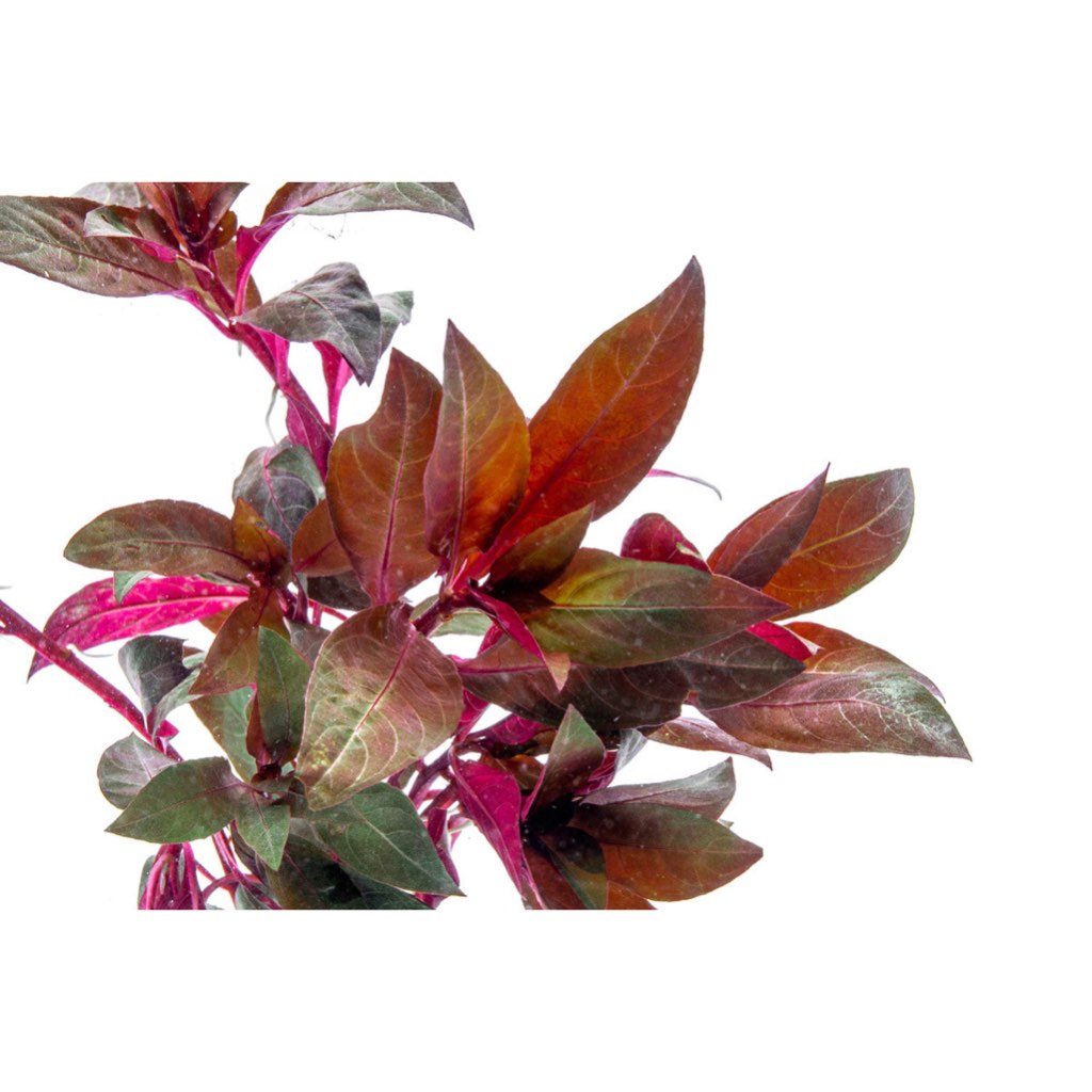 Aquatic Plants
