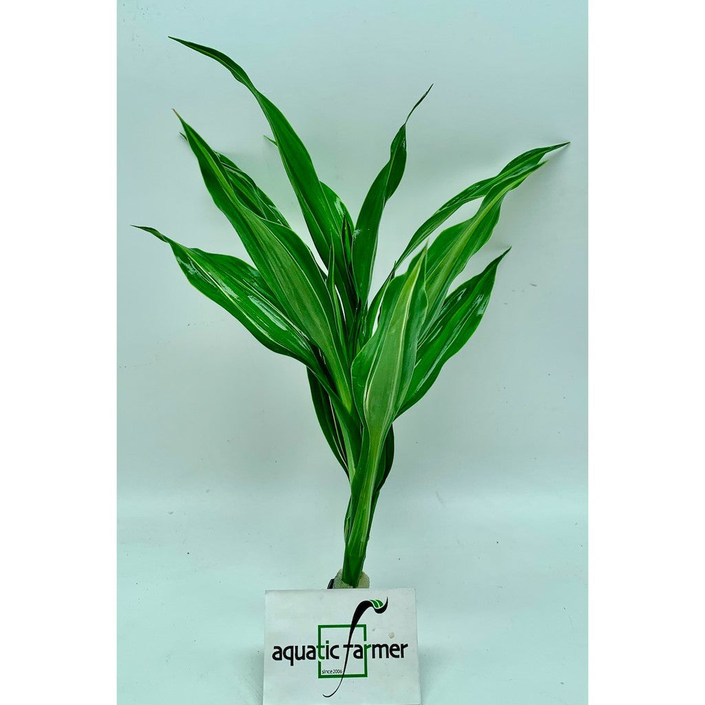 Live Non- Aquatic Plants Dracaena deremensis 'Striped' in Lead Bunch 5-7 leaves by Aquatic Farmer