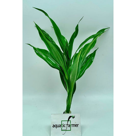 Live Non- Aquatic Plants Dracaena deremensis 'Striped' in Lead Bunch 5-7 leaves by Aquatic Farmer
