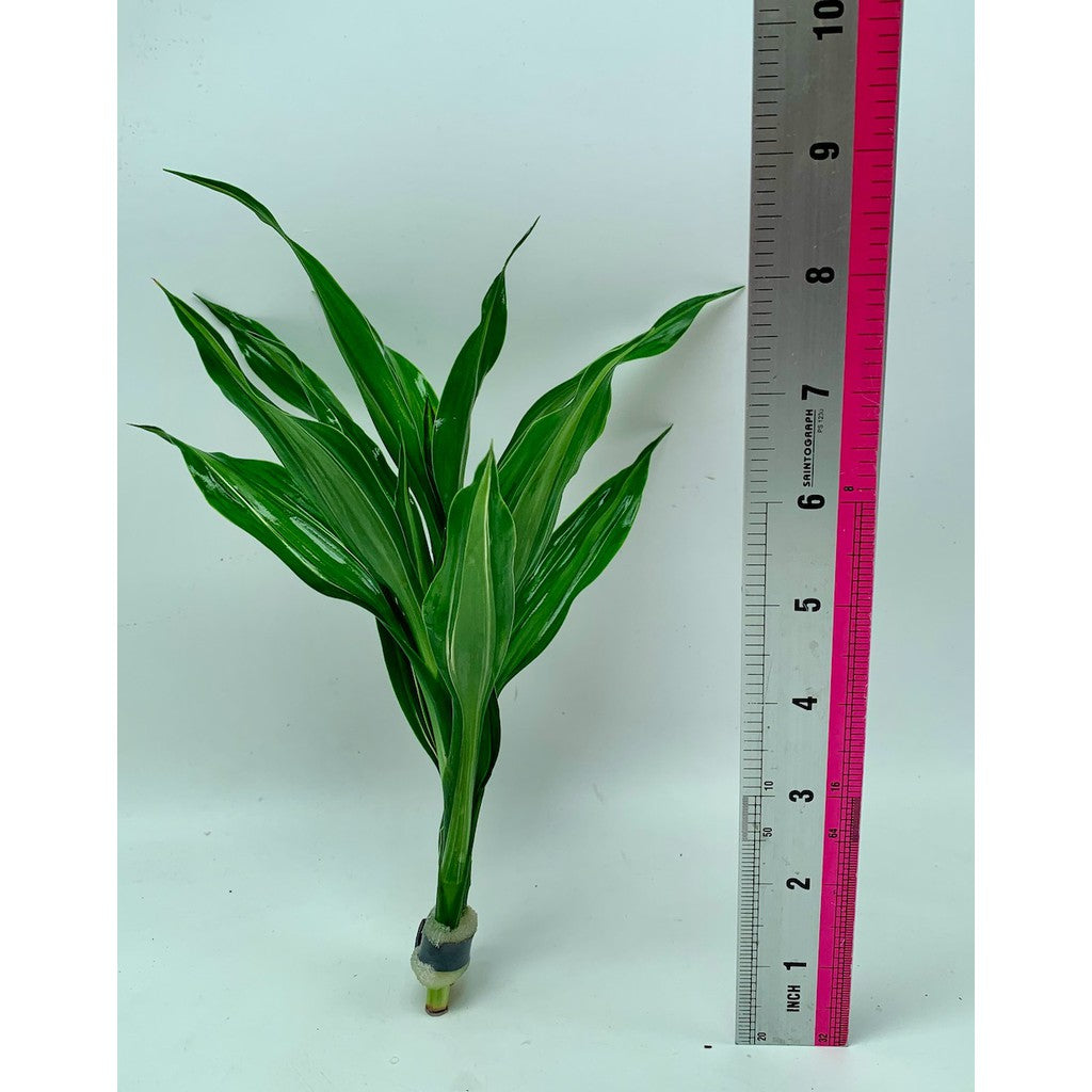 Live Non- Aquatic Plants Dracaena deremensis 'Striped' in Lead Bunch 5-7 leaves by Aquatic Farmer
