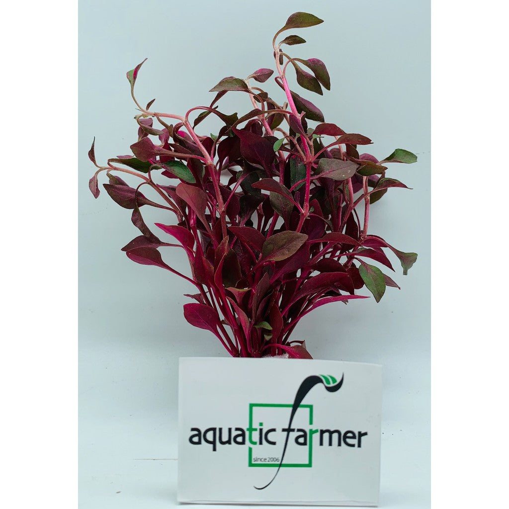 [SG READY STOCKS Live Aquatic Plant] Alternanthera bettzickiana Red in Lead Bunch by Aquatic Farmer