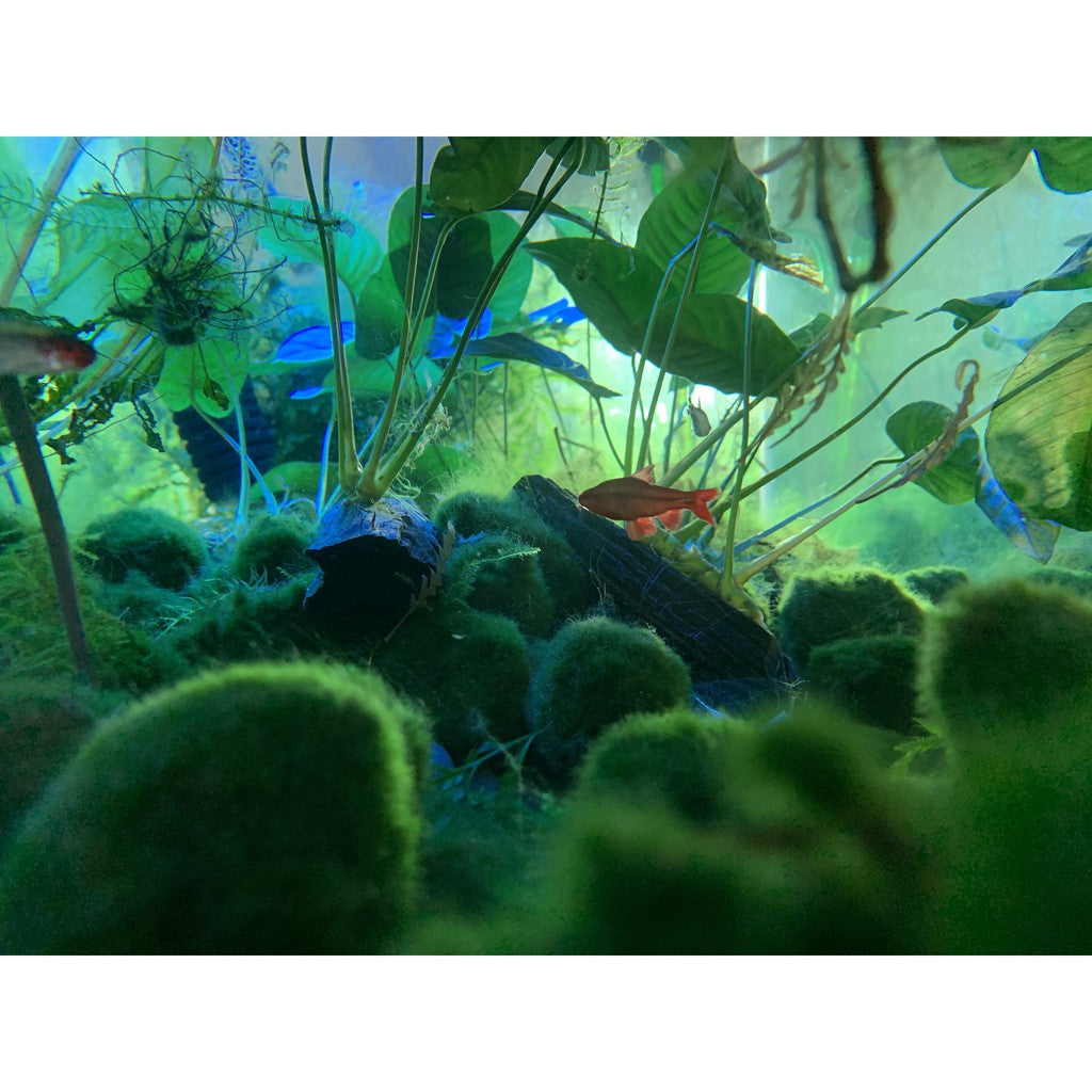 [SG READY STOCKS] Chadoflora Aegagropila Mini Moss Balls (3pcs) by Aquatic Farmer