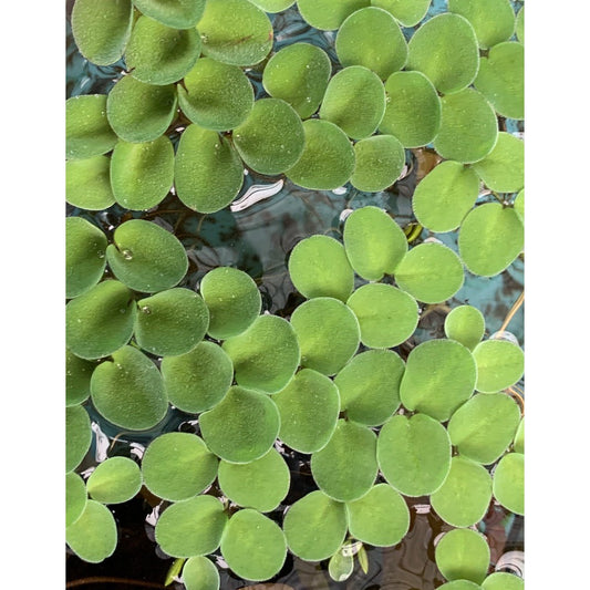 [SG READY STOCKS Live Aquatic Floating Plant] Salvinia cucullata by Aquatic Farmer
