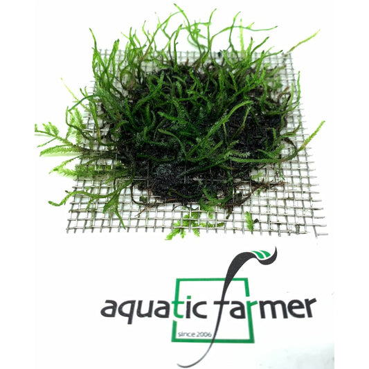 Flame Moss Live Plant on Wire Mesh by Aquatic Farmer