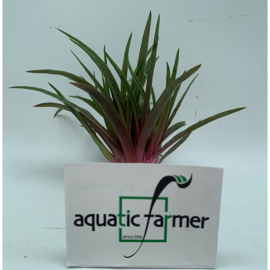 [SG READY STOCKS Live Aquatic Plant] Eriocaulon quinquangulare by Aquatic Farmer