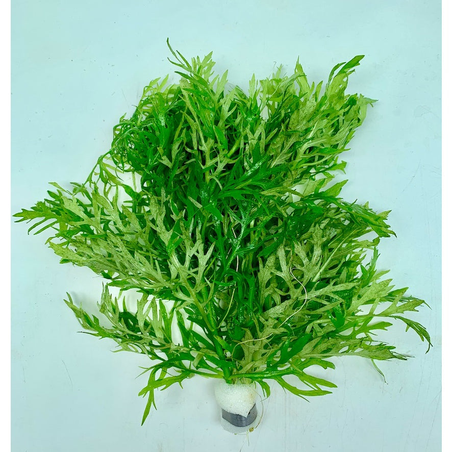 [SG READY STOCKS Live Aquatic Plant] Hygrophila Difformis in Lead Bunch by Aquatic Farmer